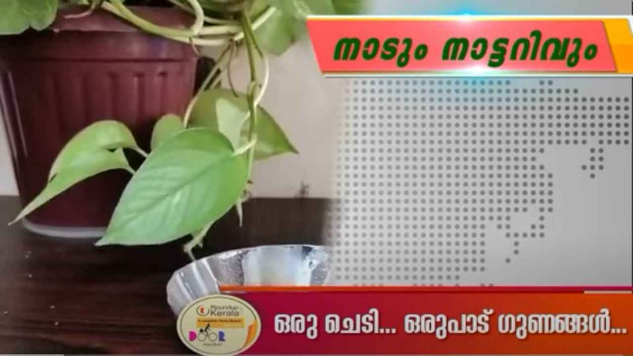 കൊളസ്ട്രോള്, അമിതവണ്ണം, ഗ്യാസ്ട്രബിള്, ലൈംഗികശേഷി കുറവ് … ഒരു ചെടി, ഒരുപാട് ഗുണങ്ങള്
