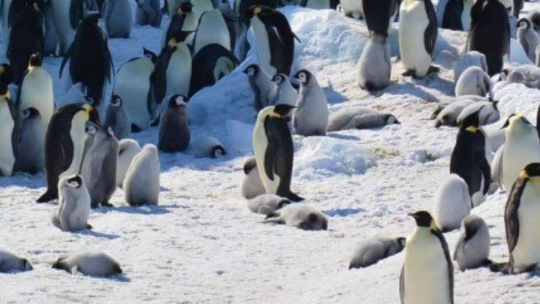 Emperor penguins