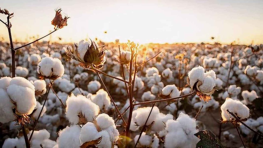 cotton cultivation