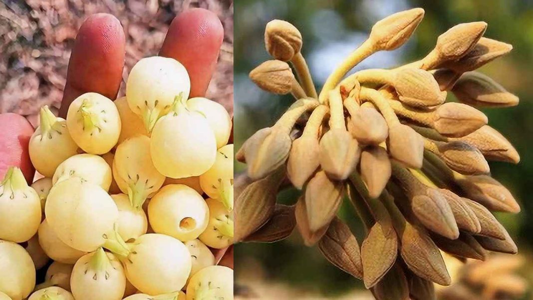 mahua flower