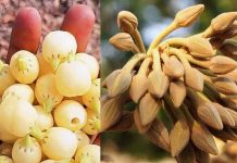 ‘ഇപ്പ പുവ്വ് പാണ്ടുഗ’… ജാമിദി ഗ്രാമത്തില് ഗോണ്ട് ആദിവാസി സമൂഹത്തിന്റെ മഹുവ പുഷ്പോത്സവം നടന്നു