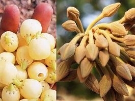 ‘ഇപ്പ പുവ്വ് പാണ്ടുഗ’… ജാമിദി ഗ്രാമത്തില് ഗോണ്ട് ആദിവാസി സമൂഹത്തിന്റെ മഹുവ പുഷ്പോത്സവം നടന്നു