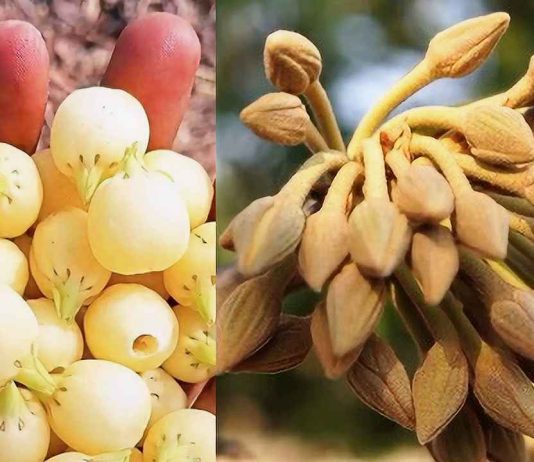 ‘ഇപ്പ പുവ്വ് പാണ്ടുഗ’… ജാമിദി ഗ്രാമത്തില് ഗോണ്ട് ആദിവാസി സമൂഹത്തിന്റെ മഹുവ പുഷ്പോത്സവം നടന്നു