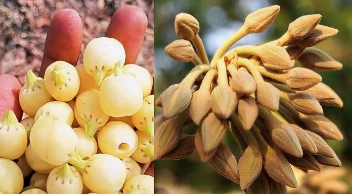 ‘ഇപ്പ പുവ്വ് പാണ്ടുഗ’… ജാമിദി ഗ്രാമത്തില് ഗോണ്ട് ആദിവാസി സമൂഹത്തിന്റെ മഹുവ പുഷ്പോത്സവം നടന്നു
