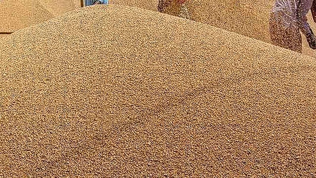 wheat