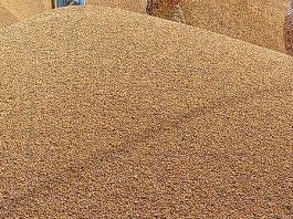 നാലു വര്ഷമായി തുടരുന്ന ഗോതമ്പ് കയറ്റുമതി നിരോധനത്തിനു ഇളവ്