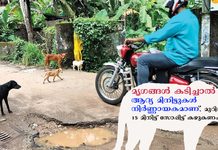 ഓർക്കുക… മൃഗങ്ങള് കടിച്ചാല് ആദ്യമിനിട്ടുകള് നിര്ണ്ണായകമാണ്, മുറിവ് 15 മിനിട്ട് സോപ്പിട്ട് കഴുകണം